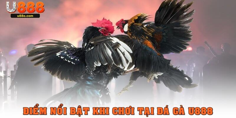 Điểm nổi bật khi chơi tại đá gà U888