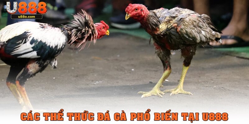 Các thể thức đá gà phổ biến tại U888