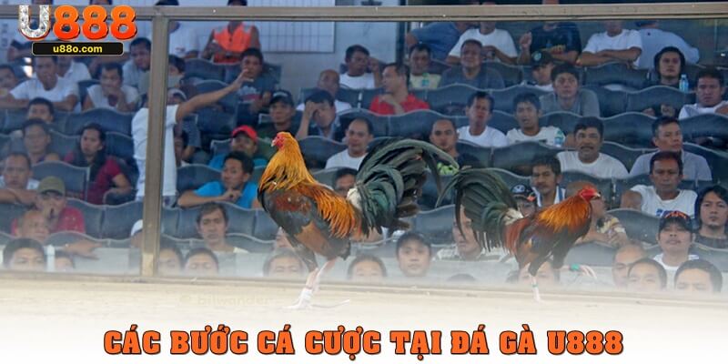 Các bước tham gia cá cược chọi kê tại cổng game