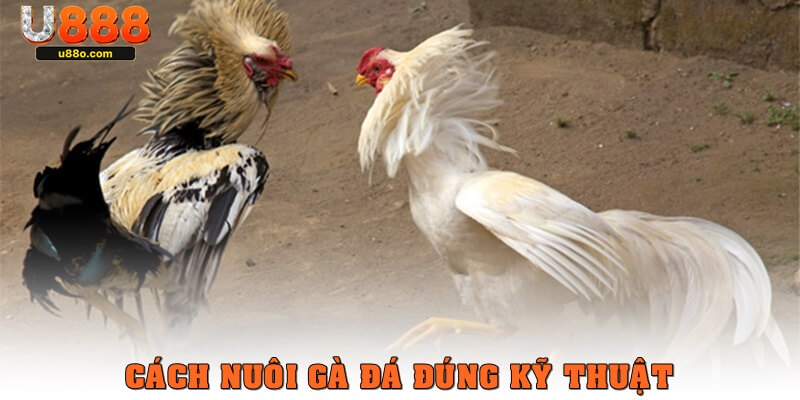 Cách nuôi gà đá đúng kỹ thuật cho người mới