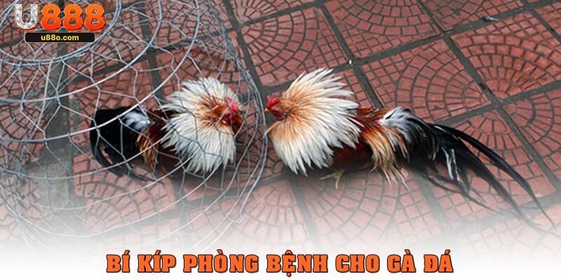 Cách nuôi gà đá khỏe mạnh với bí kíp phòng bệnh hiệu quả