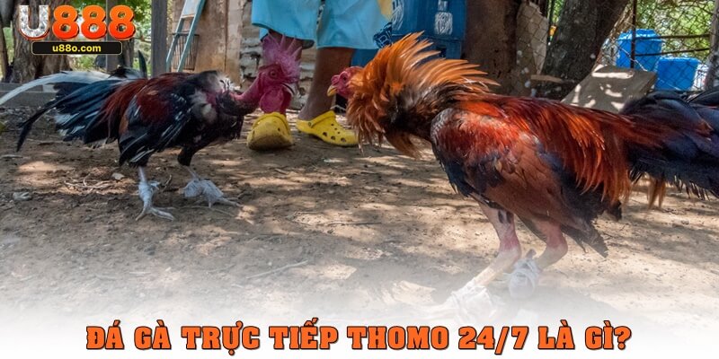 Đá gà trực tiếp Thomo 24/7 là gì?