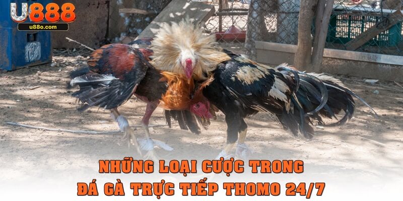 Những loại cược trong đá gà trực tiếp Thomo 24/7