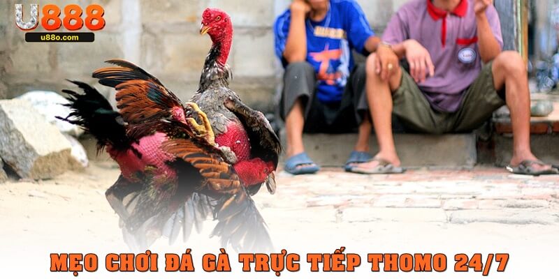 Mẹo chơi đá gà trực tiếp Thomo 24/7 dễ thắng