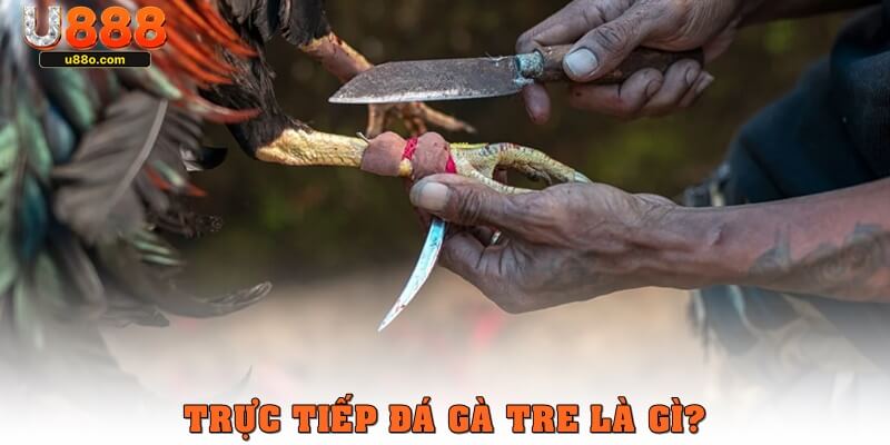 Trực tiếp đá gà tre là gì?