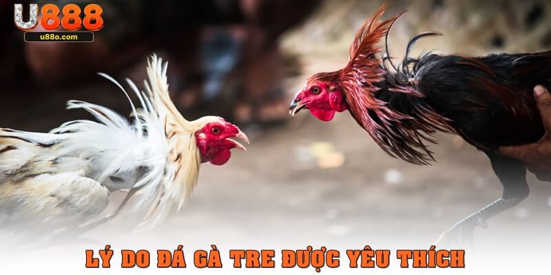 Vì sao trực tiếp đá gà tre được yêu thích?