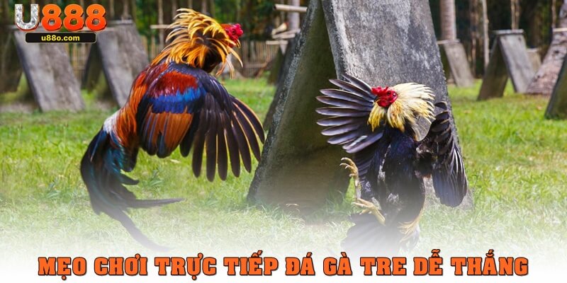 Mẹo chơi trực tiếp đá gà tre dễ thắng