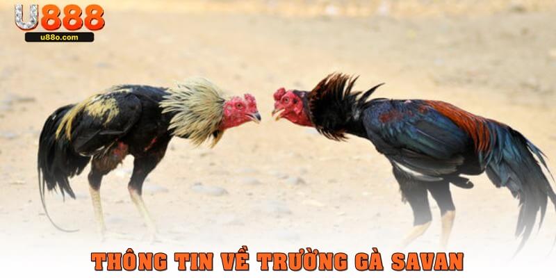 Giới thiệu một số thông tin về trường gà Savan