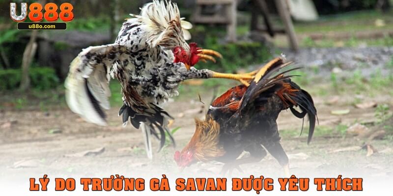 Vì sao trường gà Savan được yêu thích?