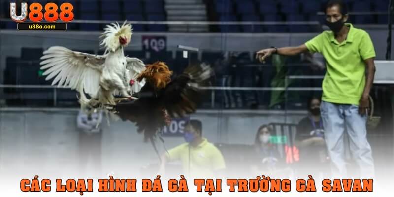 Các loại hình đá gà tại trường gà Savan